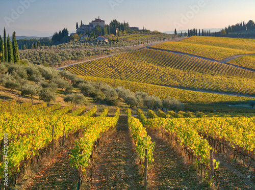 Italy, Tuscany. Vineyard near Radda in Chianti in the fall.