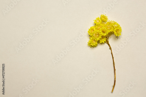 Yellow-flowered helichrysum arenarium isolated background photo. Known as dwarf everlast, and as immortelle. Free text space on the left. Flower wallpaper.