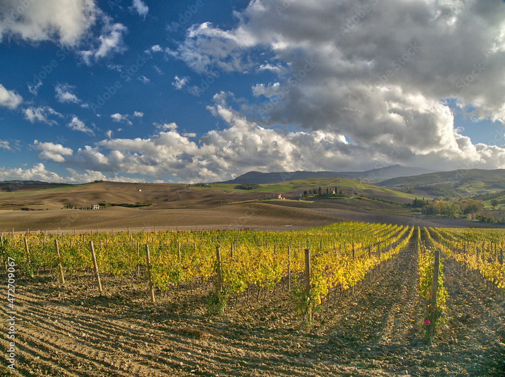 Italy, Tuscany. Vineyard in autumn in the Chianti region of Tuscany.