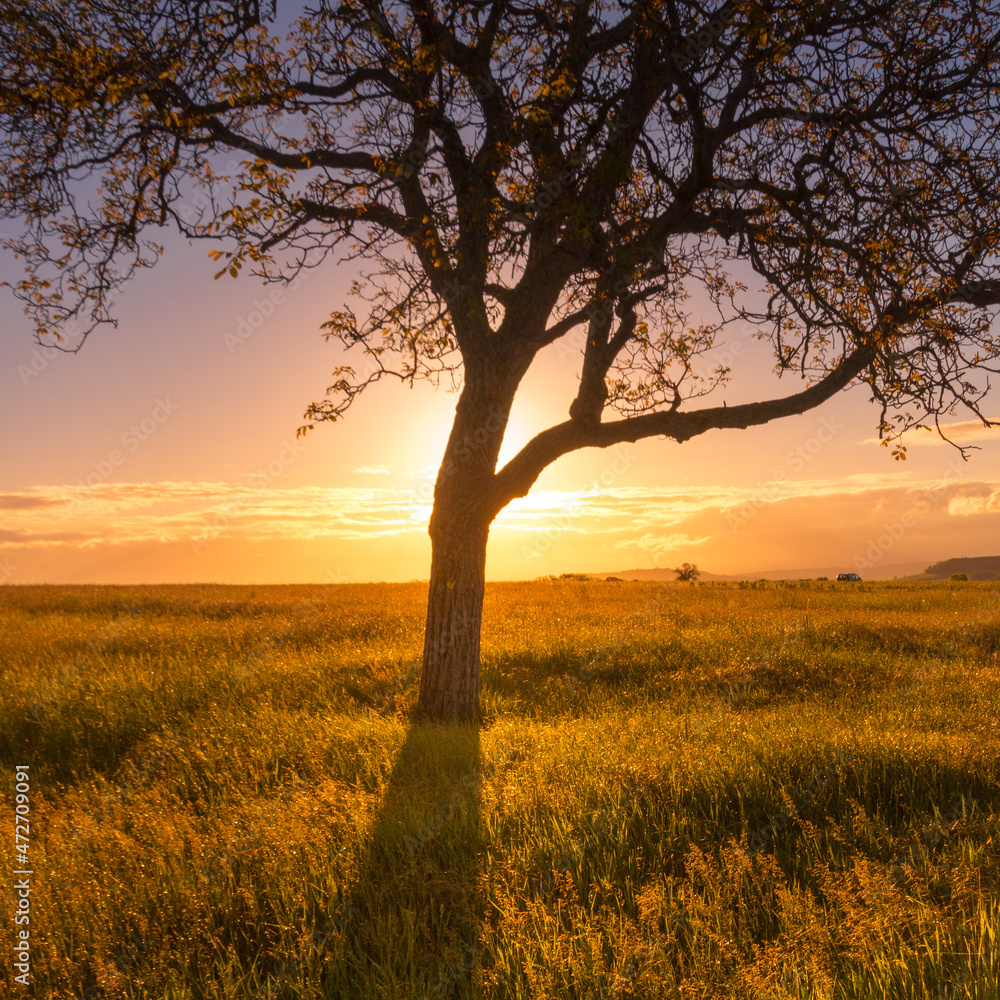 Fototapeta premium silhouette d'un arbre devant le soleil couchant