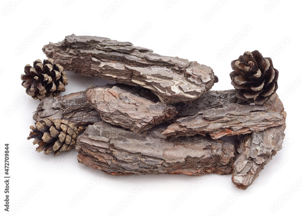 Obraz premium Bark and cones.