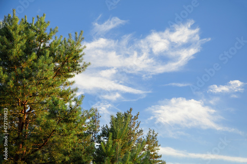 Beautiful pine trees and blue sky background