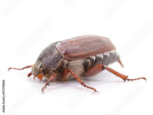 One brown beetle.