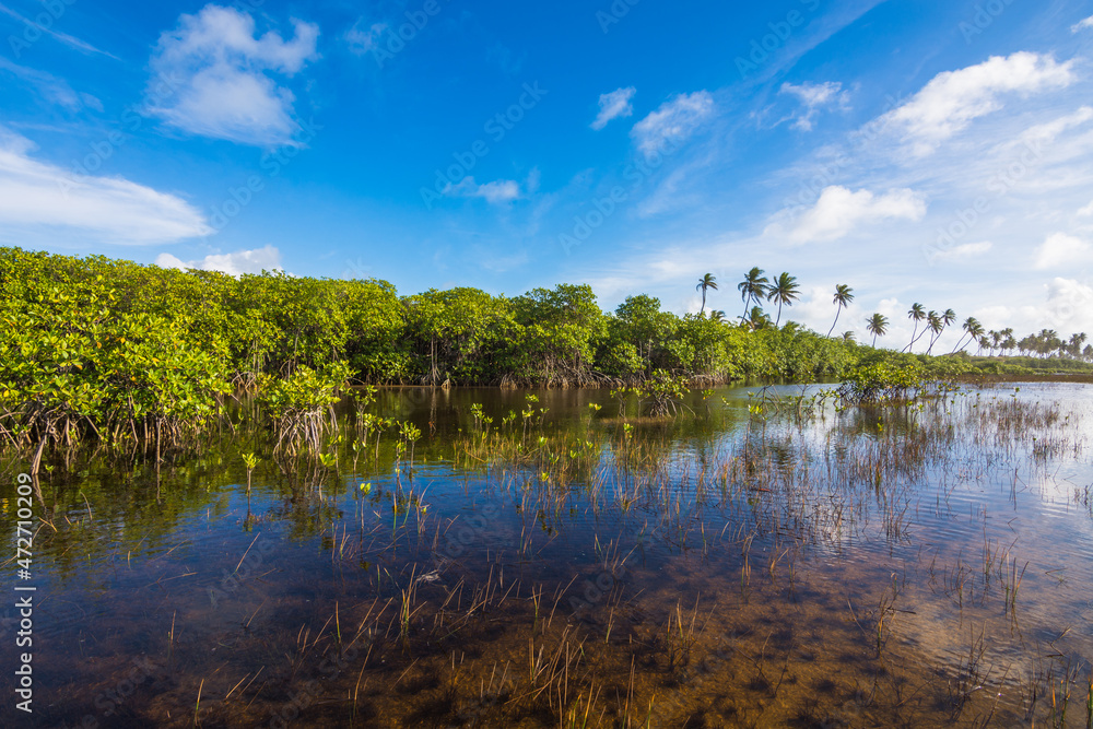 View of a beautiful mangrove and river at Massarandupió Beach - Bahia, Brazil