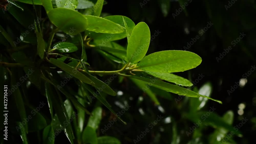 Raindrops on green leaves close-up.Rain.Slow motion. Rain in the summer garden.Drops and splashes.4k footage Raindrops on green leaves close-up.Rain.Slow motion. Rain in the summer garden.Drops and splashes.4k footage