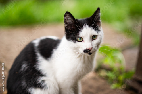 black and white cat portrait