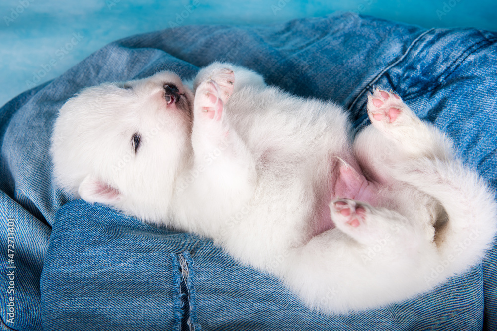 White fluffy small Samoyed puppy dog on blue jeans background White fluffy small Samoyed puppy dog on blue jeans background