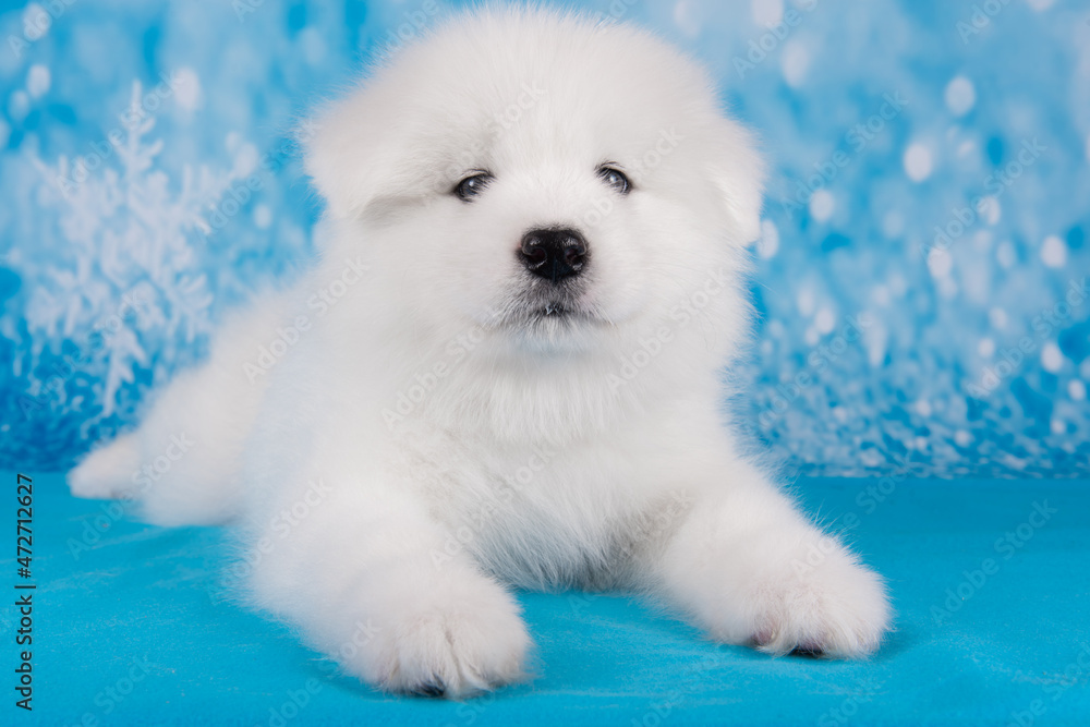 White fluffy small Samoyed puppy dog is sitting on blue blanket