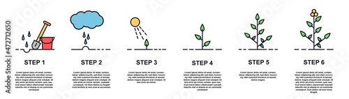 Growing plant stages. Steps for growing tree. Caring for environment. Infographics, pictures with information. Seeds, watering step, sprout and flower, nature. Cartoon flat vector illustration