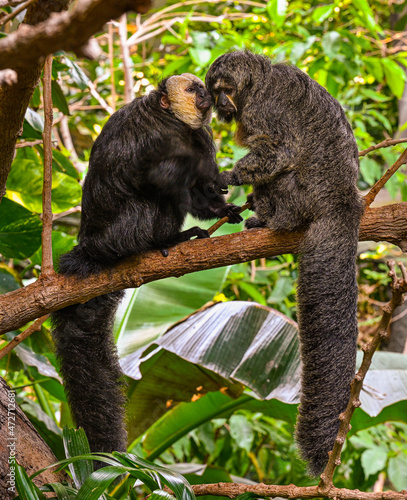 Canvas Print White-faced saki male and female on tree branches
