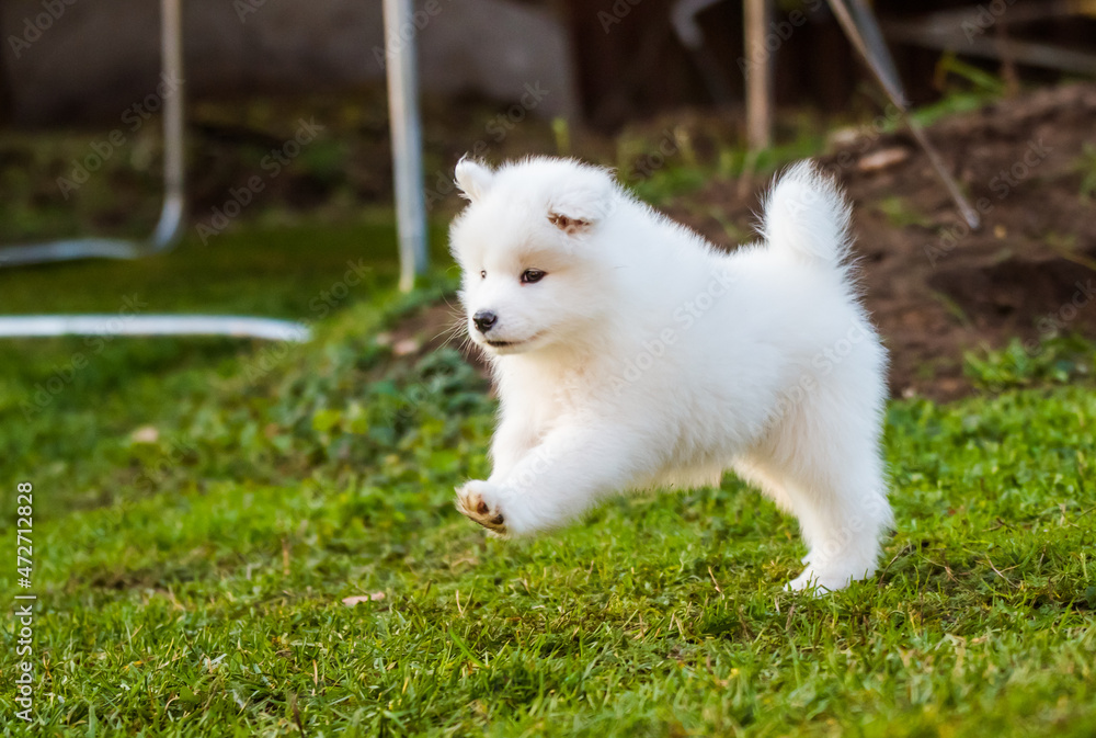 Adorable samoyed puppy running on the lawn