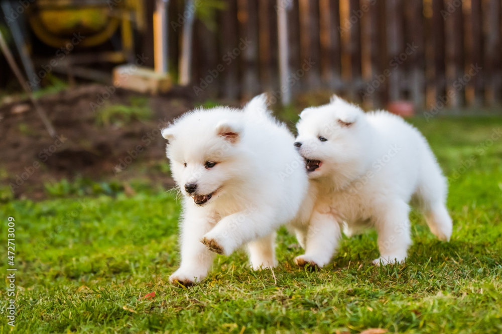 Funny fluffy white Samoyed puppies dogs are playing - obrazy, fototapety, plakaty 