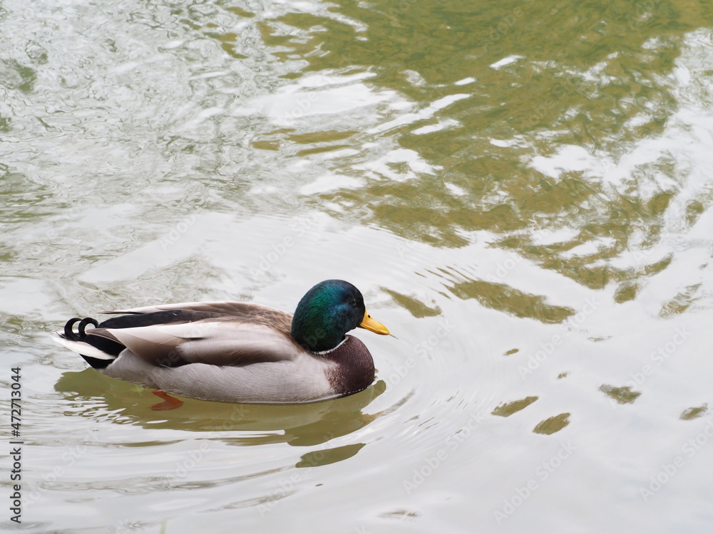 Fototapeta premium 優雅に泳ぐカモ