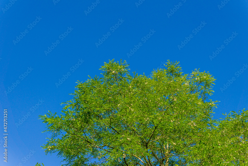 part of the crown of a tree with green foliage against the background of a clear blue sky part of the crown of a tree with green foliage against the background of a clear blue sky