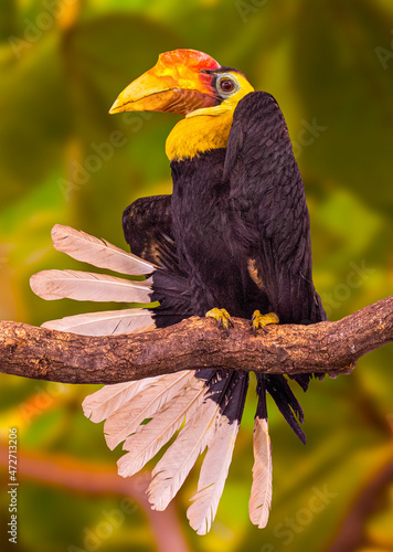 Wrinkled Hornbill, Sunda Wrinkled Hornbill or Aceros Corrugatus in a tree sitting on a branch.  photo