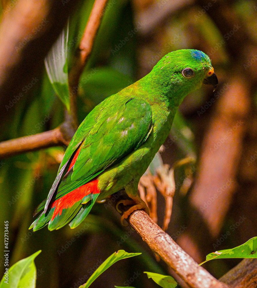 Blue-Crowned Hanging Parrot on Branch