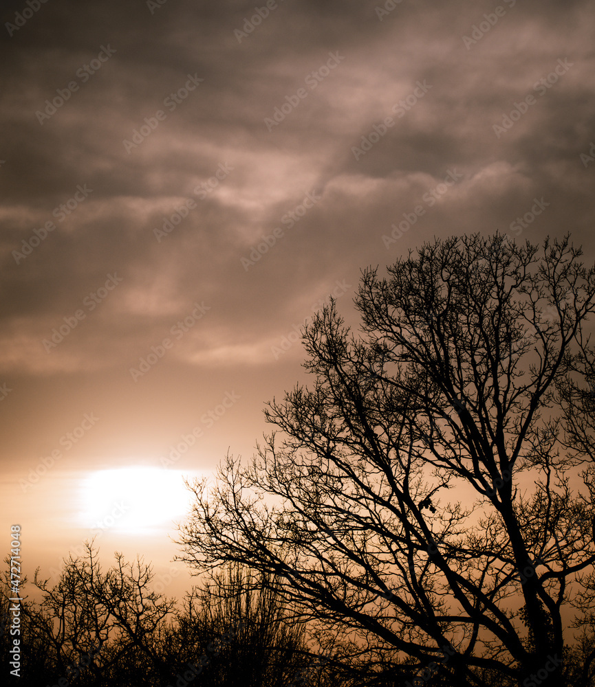 tree in sunset tree in sunset