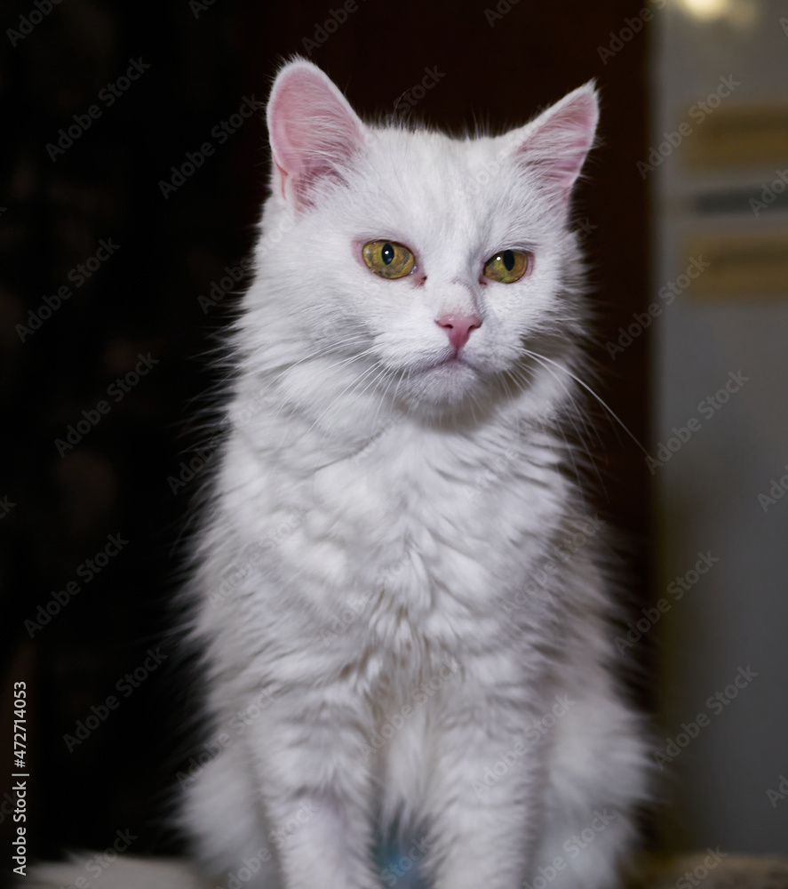 A white cat with yellow eyes at home. portrait of a pet in the interior. low light background A white cat with yellow eyes at home. portrait of a pet in the interior. low light background