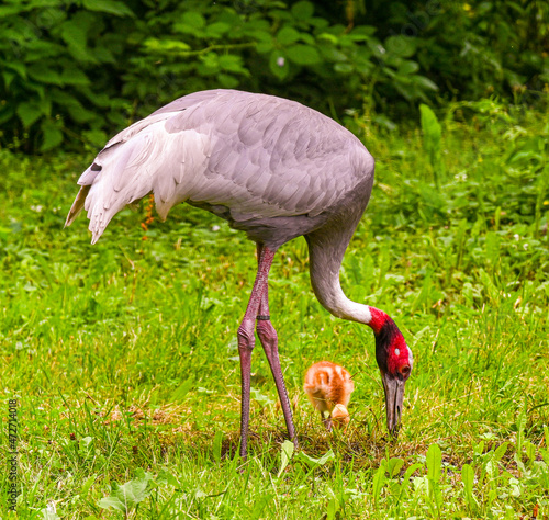 Sarus crane Pair (Grus antigone) with a young bird photo