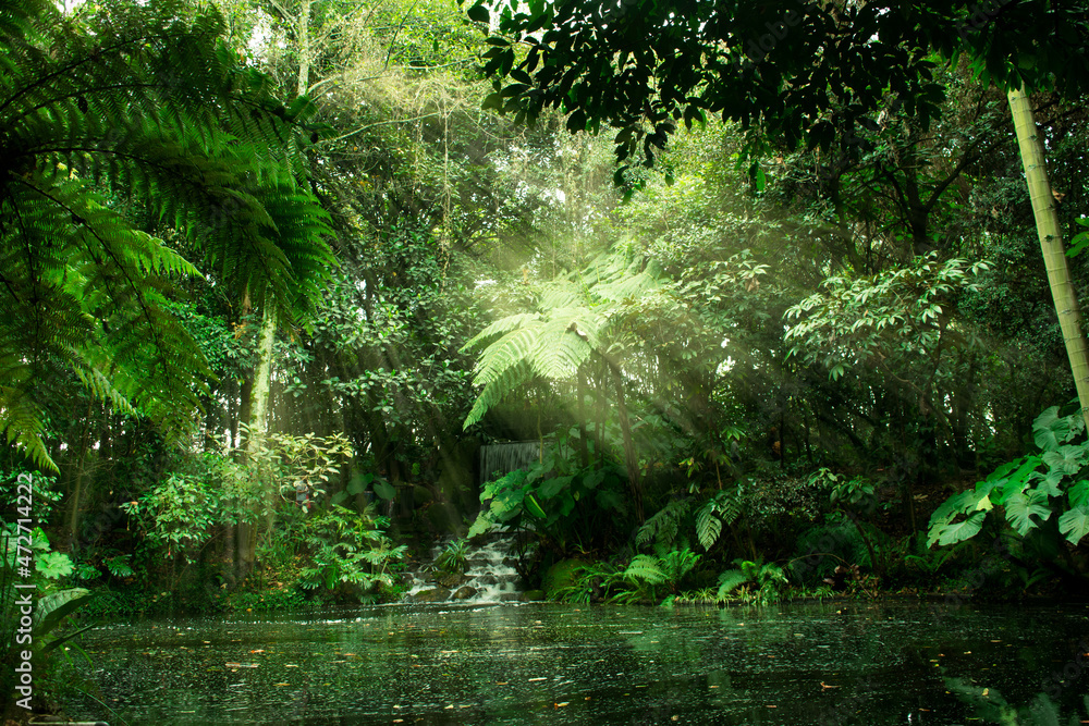 Picture of a beautiful tropical  forest with a waterfall,