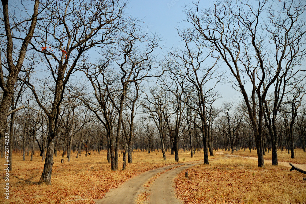 Piste à travers une forêt de mopane (Colophospermum mopane), Parc national du Sud Luangwa, Zambie Piste à travers une forêt de mopane (Colophospermum mopane), Parc national du Sud Luangwa, Zambie