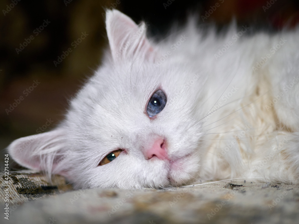 portrait of a cat with heterochromia lying on its side. low light