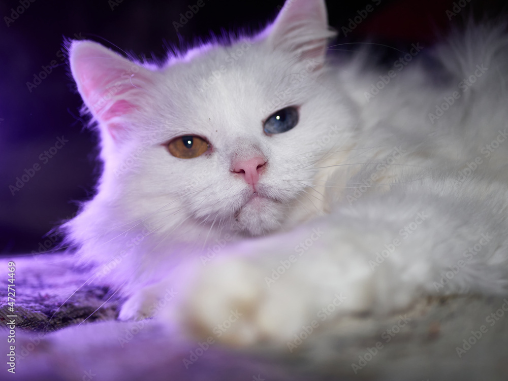 portrait of a cat with heterochromia. low light portrait of a cat with heterochromia. low light