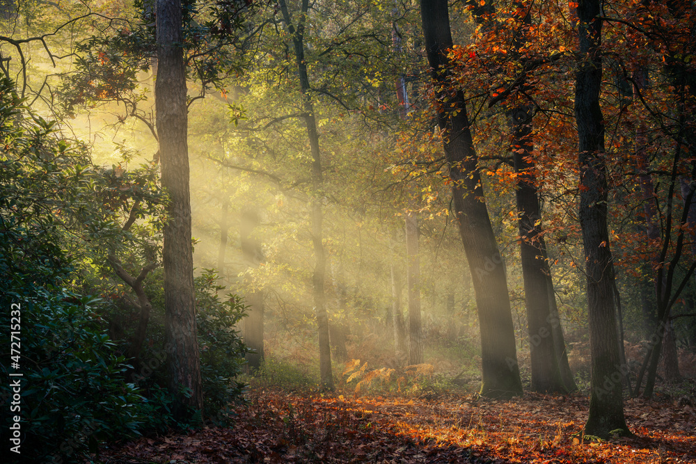 Plakat Sunrays during a beautiful day in autumn in a forest in the Netherlands.