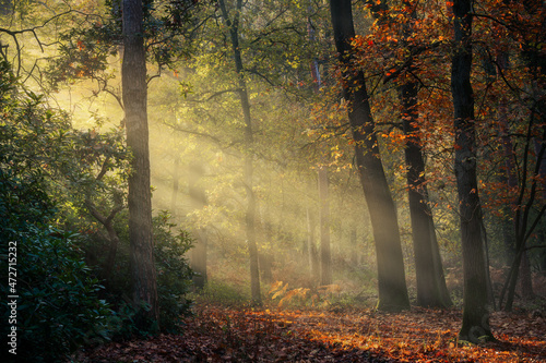 Sunrays during a beautiful day in autumn in a forest in the Netherlands.