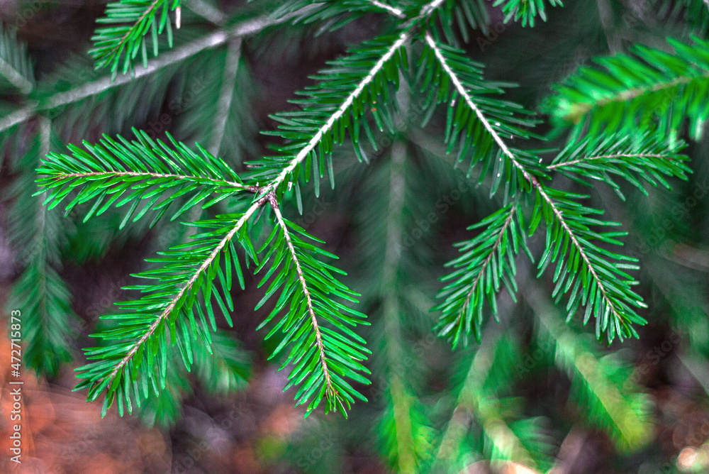 green fir needles branch green fir needles branch
