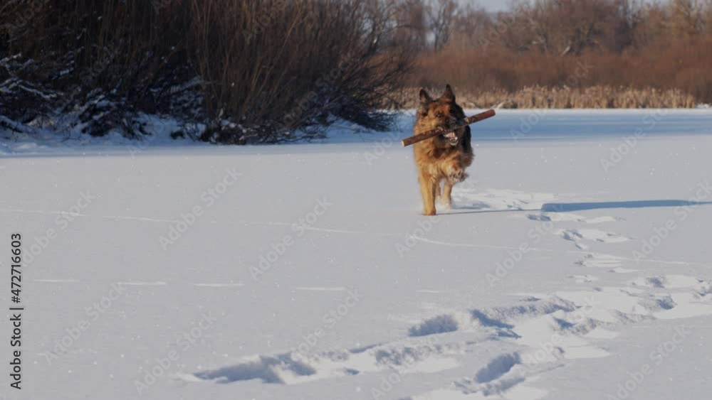 German shepherd runs with a stick in her mouth along a snowy surface. An adult shepherd learns to bring a stick. Tracking shot of a happy dog running with a stick in his mouth in winter.