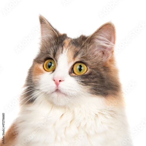 Bright funny multicolored cat isolated on the white background