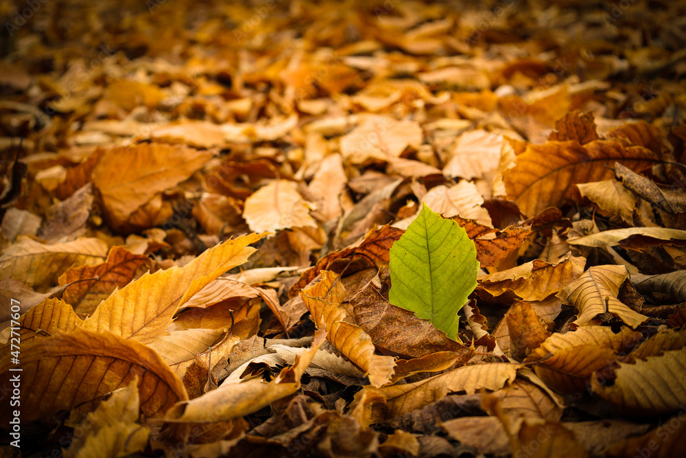 Chestnut forest in the Genal Valley, Spain. Chestnut forest in the Genal Valley, Spain.