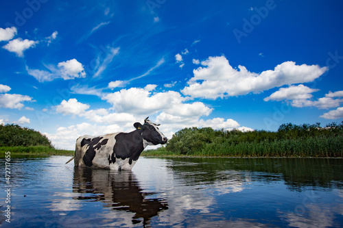 Biebrza, krowa stojąca w wodzie w środku upalnego lata