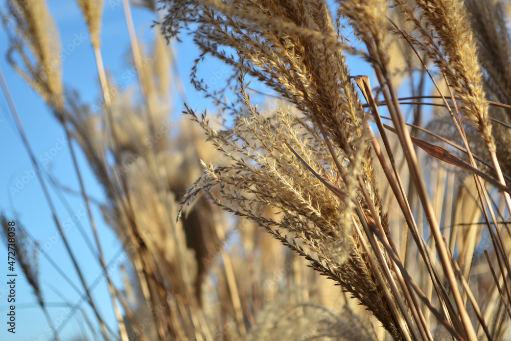 Fototapeta premium ears of wheat in the wind
