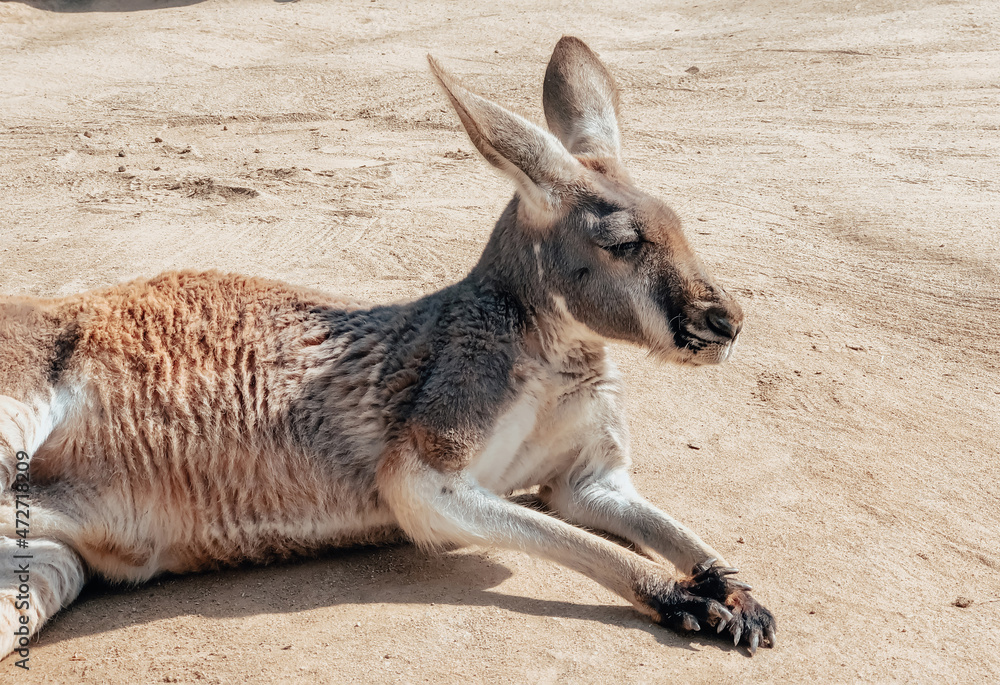 Beautiful kangaroo resting in the sand. Photography of animals. Natural background