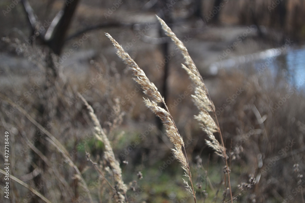 Fototapeta premium reeds in winter