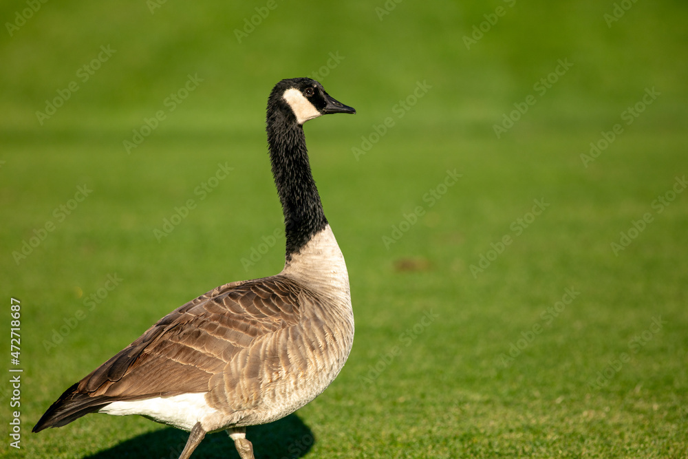 A Canadian Goose on a Golf Green Attracted by a Water Hazard during Migration with a Pristine Fairway in the Background