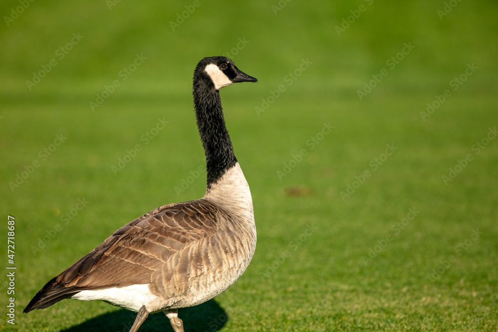 A Canadian Goose on a Golf Green Attracted by a Water Hazard during Migration with a Pristine Fairway in the Background A Canadian Goose on a Golf Green Attracted by a Water Hazard during Migration with a Pristine Fairway in the Background