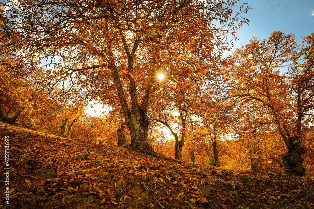 Chestnut forest in the Genal Valley, Spain. Chestnut forest in the Genal Valley, Spain.