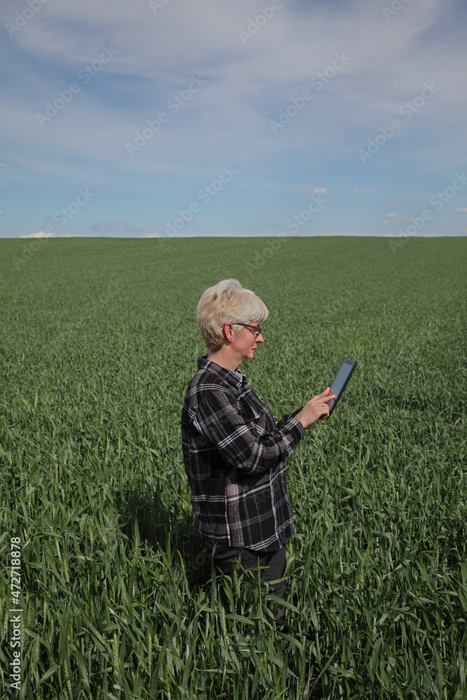 Female farmer or agronomist examining quality of crop in a green wheat in field using tablet, agriculture in spring time