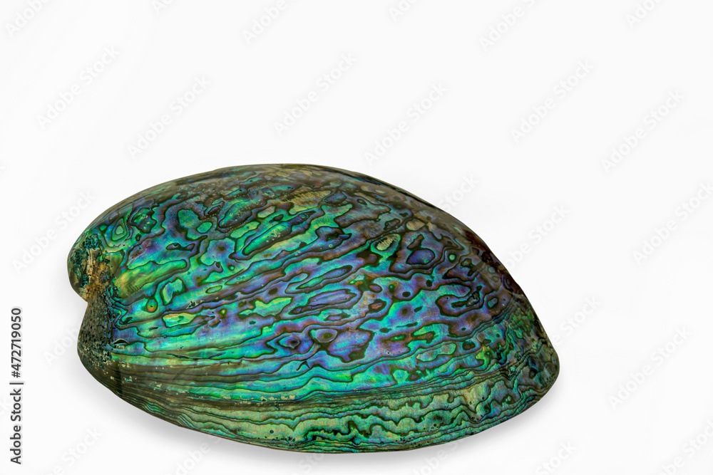 Paua Shell on a white background Paua Shell on a white background