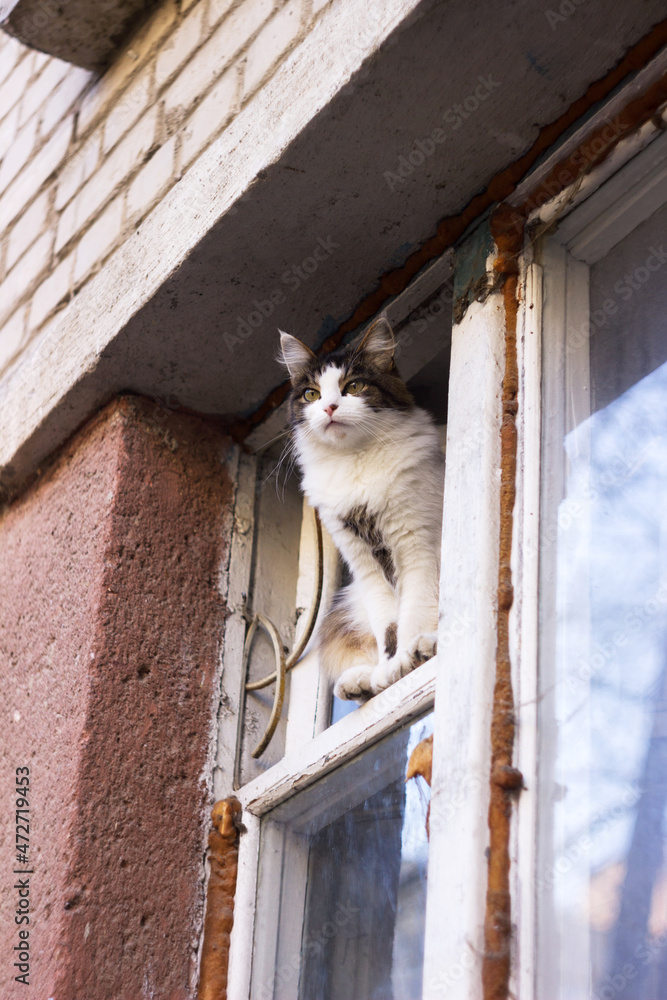 A beautiful fluffy cat sits in the window of an old apartment. Observant animal