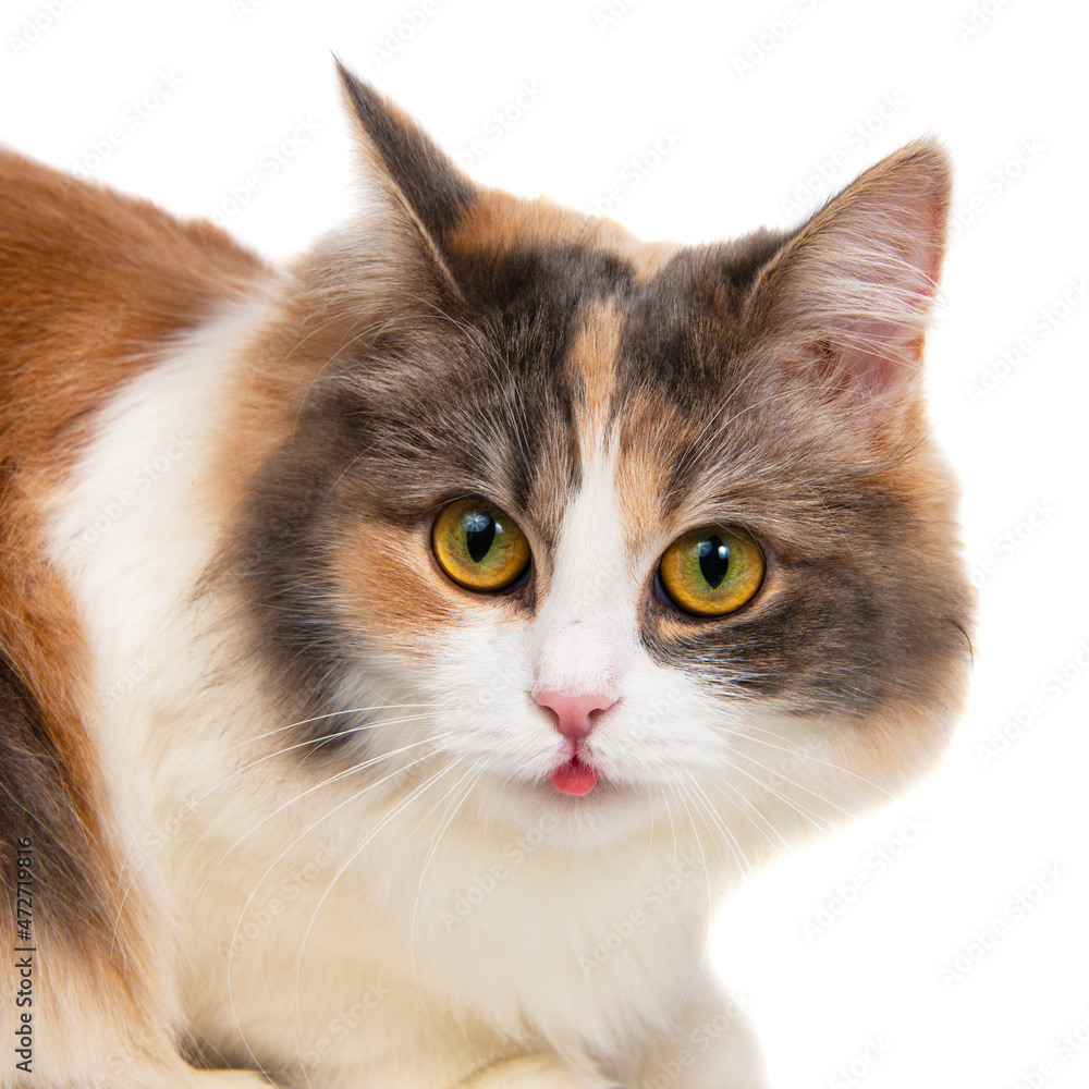 Bright funny multicolored cat isolated on the white background Bright funny multicolored cat isolated on the white background
