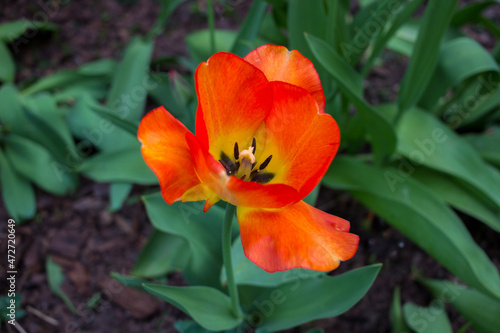 Orange Tulip in the ground closeup.