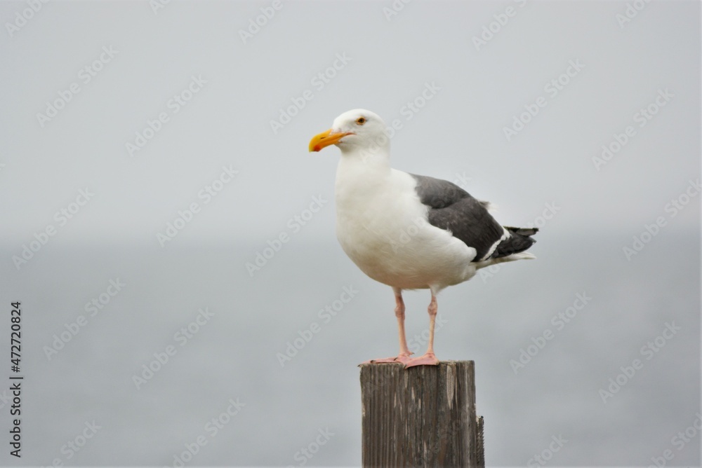 A photo of the California gull (Larus californicus).