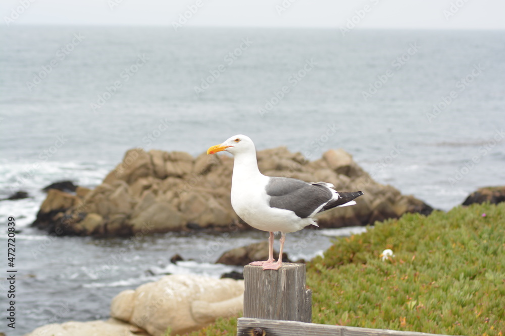 A photo of the California gull (Larus californicus). A photo of the California gull (Larus californicus).