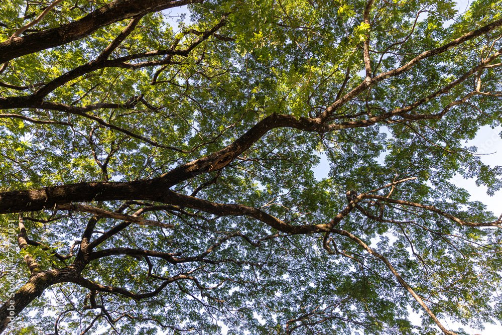 Under shade of giant tree from bottom view. can be use to natural background, wallpaper, template, screensaver. beautiful plant tree. Under shade of giant tree from bottom view. can be use to natural background, wallpaper, template, screensaver. beautiful plant tree.