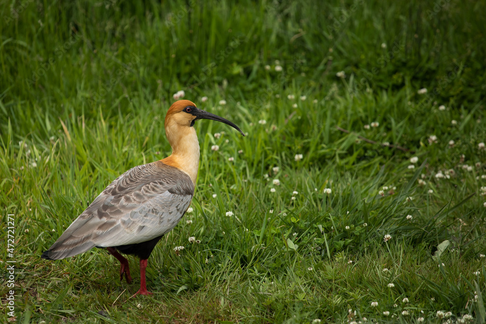 Fototapeta premium Bandurria in the meadow