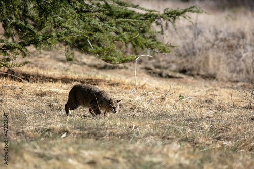 A Bobcat in the Dry California Hills Hunting for food and Stealthily Walking Through the Grass as it Sneaks-Up on its Prey © Gary Peplow